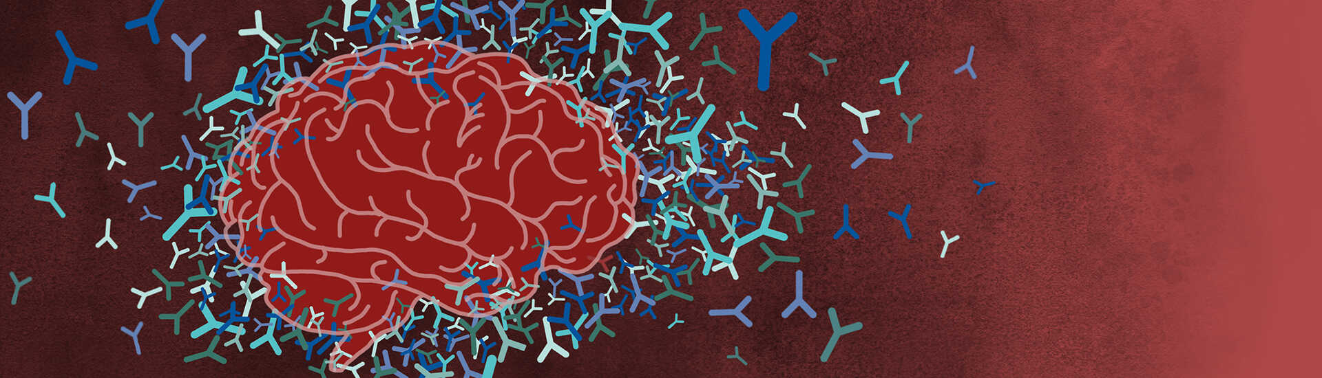竺淑佳組聯合團隊揭示神經系統(tǒng)自身免疫性腦炎致病機制<br/>